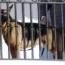 Biden Dog