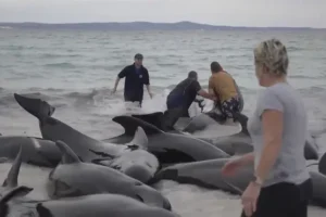Rescuers bid to save nearly 100 beached whales in Western Australia