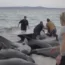 Rescuers try to help the stranded whales