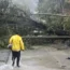 Trees toppled by Typhoon Doksuri block a road in Baguio in the northern Philippines