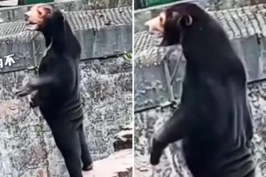Tens of thousands of people turn up at zoo in China to see ‘man bear’