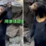 The zoo has insisted the bear is in fact a bear