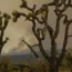 Fires through Joshua Trees