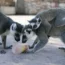 Ring-tailed lemurs lick a fruit ice lolly at the Attica Zoological Park in Spata suburb, eastern Athens