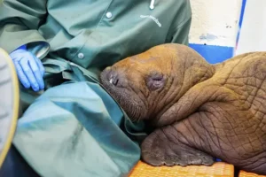 Vets prescribe round-the-clock ‘cuddling’ for orphan walrus calf