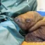 Rescued walrus calf