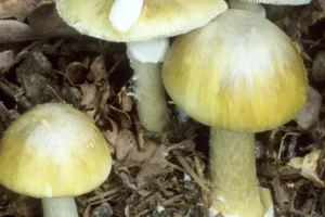 Wild mushrooms suspected of killing three who ate lunch together in Australia