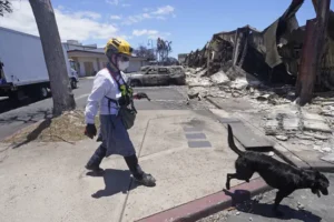 Tourists urged to stay away from Maui as death toll set to rise