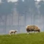 Sheep in a field
