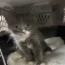 The cat in the car