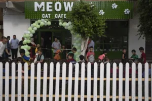 Gaza Strip gets its first cat cafe