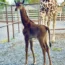The female reticulated giraffe at Brights Zoo