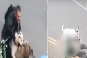 Elderly woman seriously hurt after dangerous dog attacks her poodle and knocks her off her feet