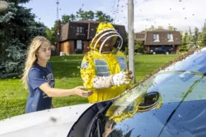 Drivers told to close windows after five million bees fall off lorry