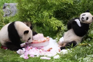 Germany-born pandas celebrate their 4th birthday ahead of expected trip to China