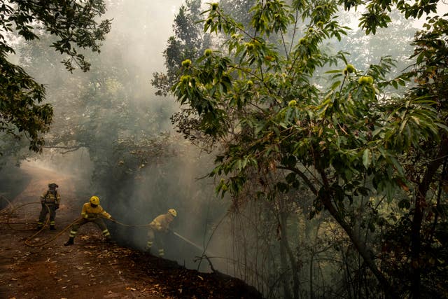 81bd99d992794b5291acb491a568aba6 Smoky forests