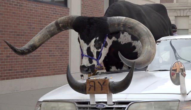 998069fdf18d4c8d9cd3033db364ce41 A Watusi bull named Howdy Doody sits in the passenger seat of a car owned by Lee Meyer in Norfolk, Nebraska