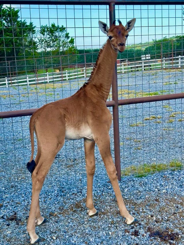 The spotless giraffe