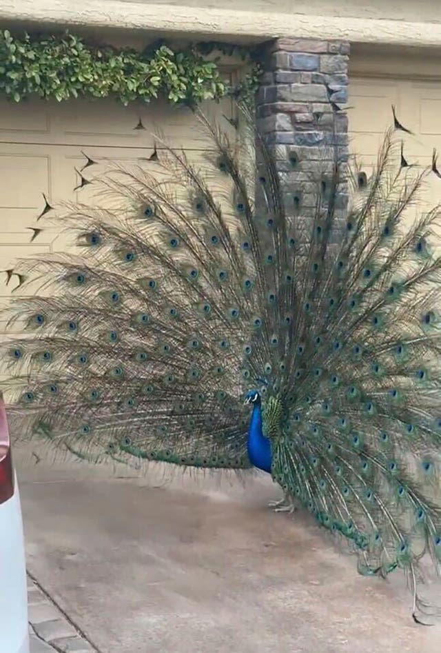 fa0b4e2b914c44d3abb250de97bc9358 Pete the peacock