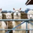 Alpacas on a farm