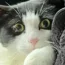 Leo the cat