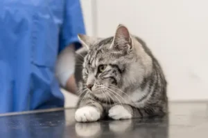 UK vet sector under review amid worries over costs and competition