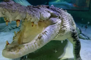 Dozens of crocodiles escape from farm after storms batter southern China