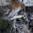 Palestinians inspect a damaged building