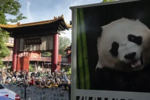 Dutch crowds cheer as giant panda begins long journey to China