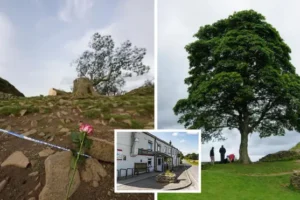 Pub offers £1,500 free bar tab for information on who felled iconic Sycamore Gap Tree, as teenager arrested