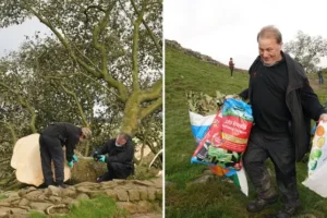 Who cut down the Sycamore Gap Tree? Forensic examiners search scene as theories mount
