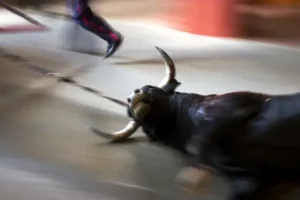 Spanish law strengthens animal rights – with exemption on bullfights