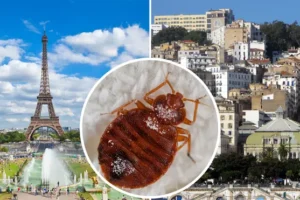 French government hold emergency meeting as bedbug infestation fears spread to Algeria