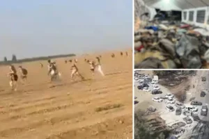Bodies of 260 killed in Israel festival massacre piled up after Hamas went ‘tree by tree’ executing victims