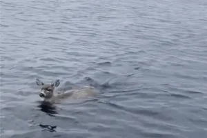 Deer struggling in cold water saved by US troopers who give them a lift in boat