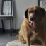 Portugal Oldest Dog Dies