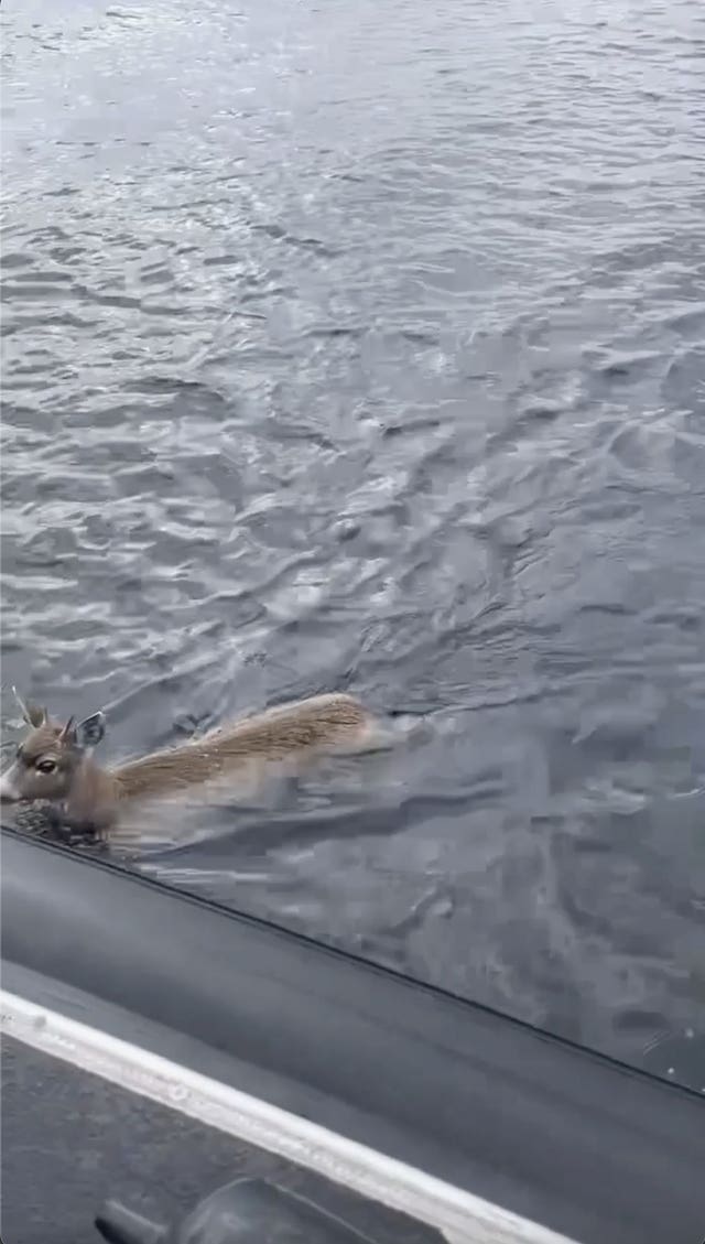 d49927675e3042319372c9ad71d9737b The deer swam to the boat