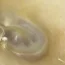The spider was found next to shedded skin