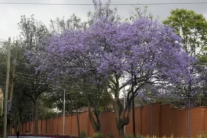 Kenya declares surprise public holiday in campaign to plant 15 billion trees