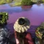Tourists at the pond