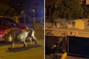 ‘Mamma Mia!’: Escaped circus lion prowls streets of town near Rome, leaving locals terrified amid lockdown alert