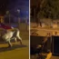 A circus lion escaped in the Italian town.
