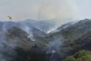 Hawaii wildfire destroys parts of rainforest home to fragile species