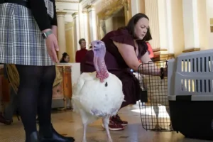 Turkeys set for presidential pardon as part of US Thanksgiving tradition