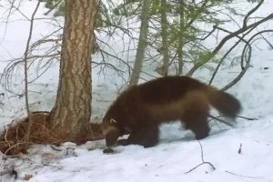 Wolverines set for US government protection amid climate change threat