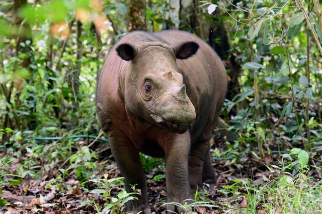 6c00aba8b9d84b06af3fabf9e8479b7f Indonesia Rhino