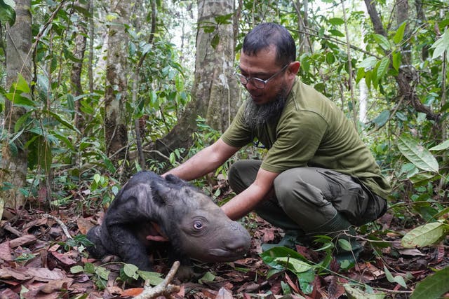 b52119ca2a3f4bddb53b250c52a7ccaa Indonesia Rhino