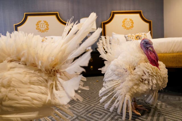 f0ca7ee284f34b3f9083aeeb867c2b8e Turkeys