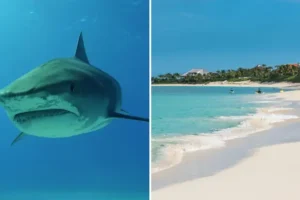Boston newlywed, 44, killed in shark attack while paddleboarding in Bahamas