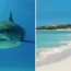 The woman was paddleboarding when she was attacked by the shark. (stock images)